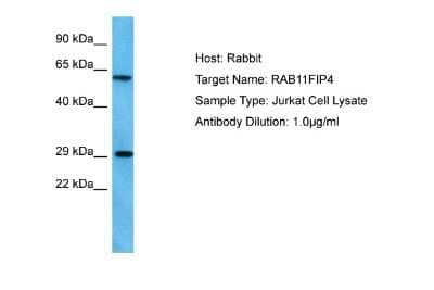 Western Blot: RAB11FIP4 Antibody [NBP2-85570]