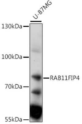 Western Blot: RAB11FIP4 AntibodyAzide and BSA Free [NBP2-94410]