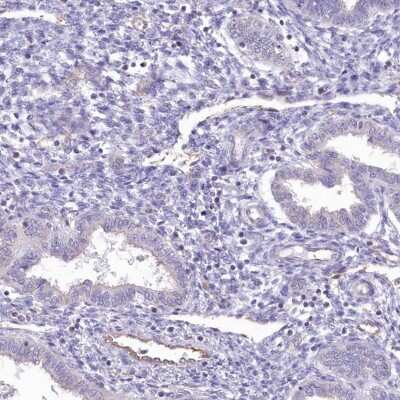 Immunohistochemistry-Paraffin: RAB11FIP5 Antibody [NBP2-32662]