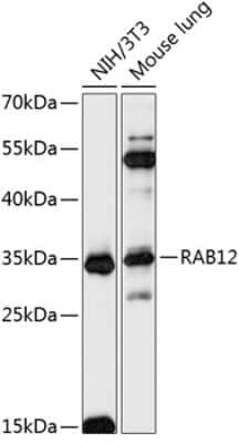 Western Blot: RAB12 AntibodyAzide and BSA Free [NBP2-93258]