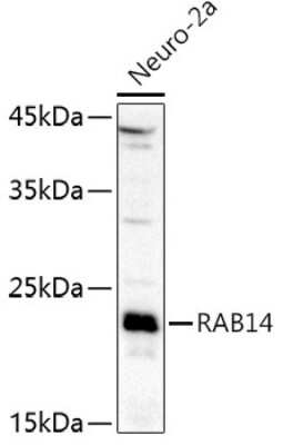 Western Blot: RAB14 AntibodyAzide and BSA Free [NBP2-93227]