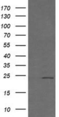 Western Blot: RAB21 Antibody (OTI6E12)Azide and BSA Free [NBP2-73769]