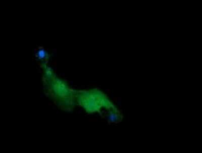 Immunocytochemistry/ Immunofluorescence: RAB21 Antibody (OTI6E12) [NBP2-45497]
