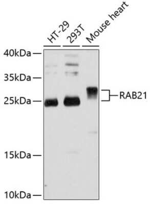 Western Blot: RAB21 AntibodyAzide and BSA Free [NBP2-93771]