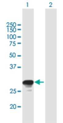 Western Blot: RAB26 Antibody [H00025837-B02P]