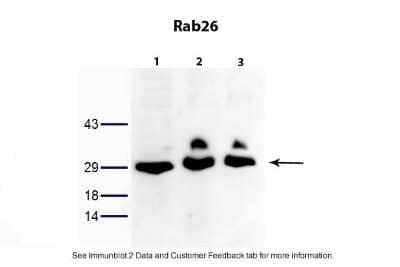 Western Blot: RAB26 Antibody [NBP1-58882]