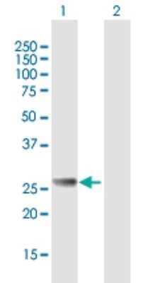 Western Blot: RAB27B Antibody [H00005874-B01P]