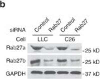 Western Blot: RAB27B Antibody [NBP1-79631]