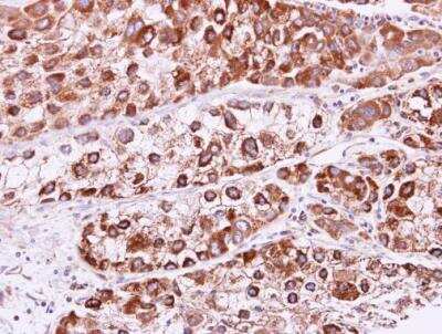 Immunohistochemistry-Paraffin: RAB2B Antibody [NBP1-31631]