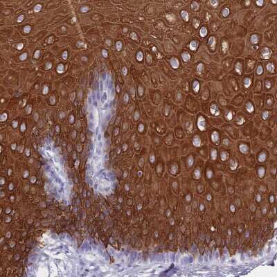 Immunohistochemistry-Paraffin: RAB2B Antibody [NBP2-13190]