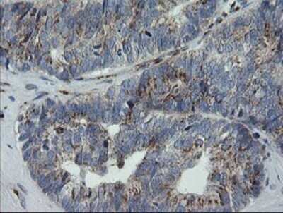 Immunohistochemistry: RAB30 Antibody (OTI3E7) - Azide and BSA Free [NBP2-73771]