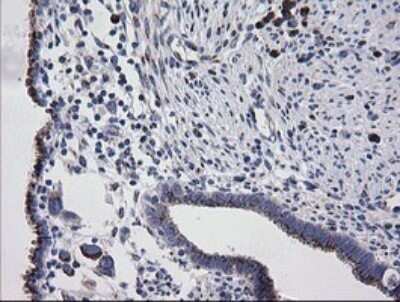 Immunohistochemistry: RAB30 Antibody (OTI3E7) - Azide and BSA Free [NBP2-73771]
