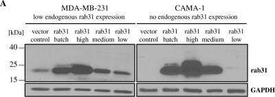 Western Blot: RAB31 Antibody (1C6) [H00011031-M01]