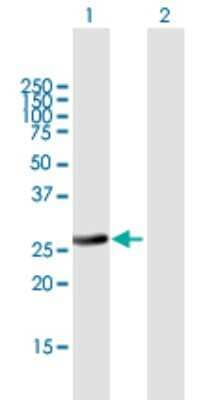 Western Blot: RAB32 Antibody [H00010981-B02P]