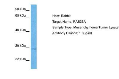 Western Blot: RAB33A Antibody [NBP2-85575]