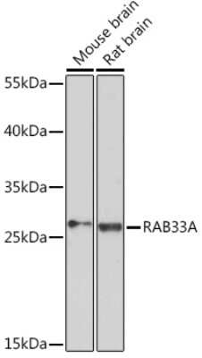 Western Blot: RAB33A AntibodyAzide and BSA Free [NBP3-15517]