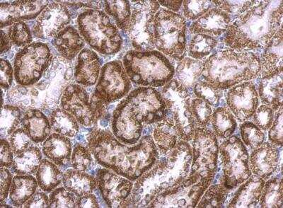Immunohistochemistry-Paraffin: RAB33B Antibody [NBP2-20041]
