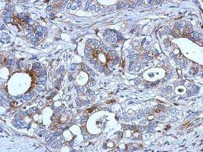 Immunohistochemistry-Paraffin: RAB33B Antibody [NBP2-20041]