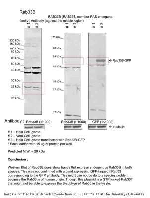 Western Blot: RAB33B Antibody [NBP2-88113]