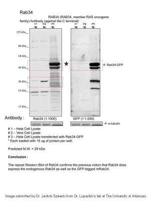 Western Blot: RAB34 Antibody [NBP2-85576]
