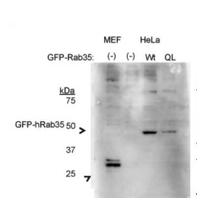 Western Blot: RAB35 Antibody [NBP1-79484]