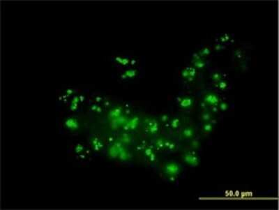 Immunocytochemistry/ Immunofluorescence: RAB36 Antibody (6A6) [H00009609-M01]