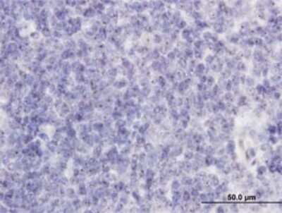 Immunohistochemistry-Paraffin: RAB36 Antibody (6A6) [H00009609-M01]