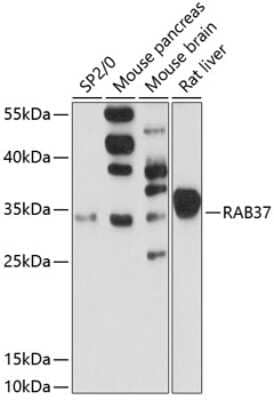 Western Blot: RAB37 AntibodyAzide and BSA Free [NBP2-94619]