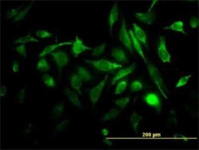 Immunocytochemistry/ Immunofluorescence: RAB3B Antibody (3F12) [H00005865-M01]