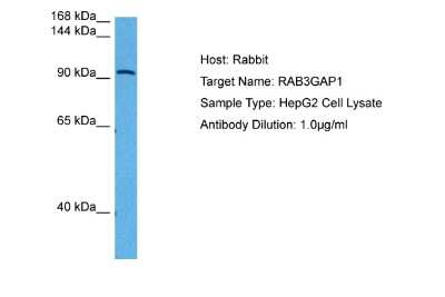 Western Blot: RAB3GAP1 Antibody [NBP2-85447]