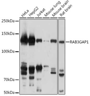 Western Blot: RAB3GAP1 AntibodyAzide and BSA Free [NBP3-15572]