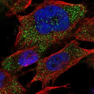 Immunocytochemistry/ Immunofluorescence: RAB3GAP2 Antibody [NBP1-84199]