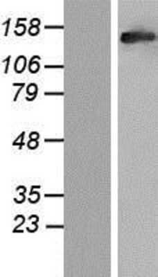 Western Blot: RAB3GAP2 Overexpression Lysate [NBP2-07447]