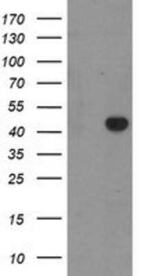 Western Blot: RAB3IL1 Antibody (OTI1B5)Azide and BSA Free [NBP2-73774]