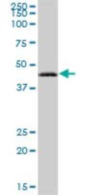 Western Blot: RAB3IL1 Antibody [H00005866-B01P]