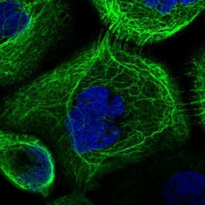 Immunocytochemistry/ Immunofluorescence: RAB3IP Antibody [NBP1-92309]