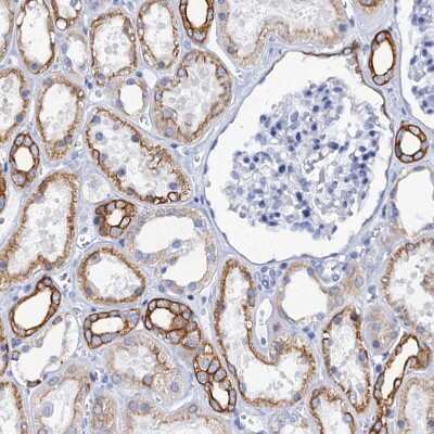 Immunohistochemistry-Paraffin: RAB3IP Antibody [NBP1-92309]