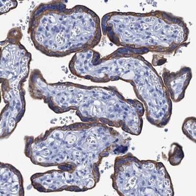 Immunohistochemistry-Paraffin: RAB3IP Antibody [NBP1-92309]