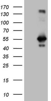 Western Blot: RAB3IP Antibody (OTI5F2)Azide and BSA Free [NBP2-73775]