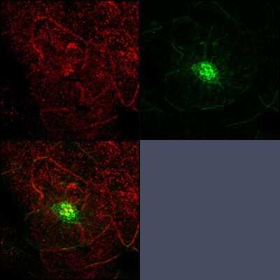 Immunocytochemistry/ Immunofluorescence: RAB3IP Antibody (OTI5F2) [NBP2-45500]