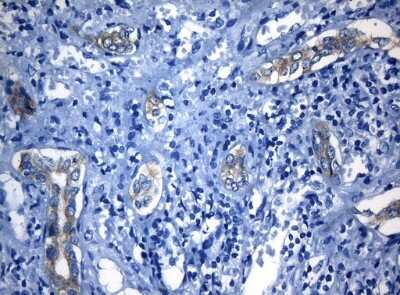 Immunohistochemistry-Paraffin: RAB3IP Antibody (OTI5F2) [NBP2-45500]