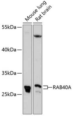 Western Blot: RAB40A AntibodyAzide and BSA Free [NBP2-93889]