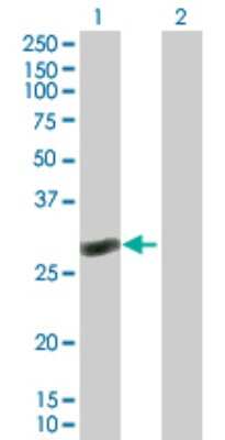 Western Blot: RAB40C Antibody [H00057799-B01P]