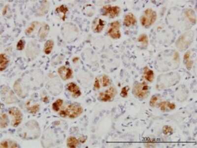 Immunohistochemistry-Paraffin: RAB43 Antibody (5G4) [H00339122-M01]