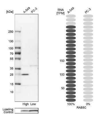 Western Blot: RAB5C Antibody [NBP1-80858]