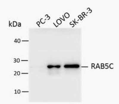 Western Blot: RAB5C Antibody [NBP1-80858]