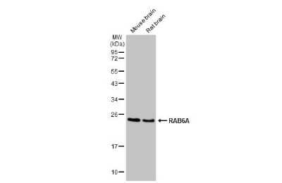 Western Blot: RAB6A Antibody (HL1047) [NBP3-13701]