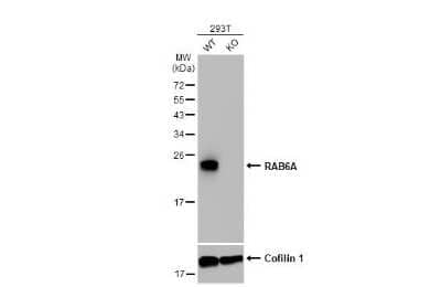 Western Blot: RAB6A Antibody (HL1047) [NBP3-13701]