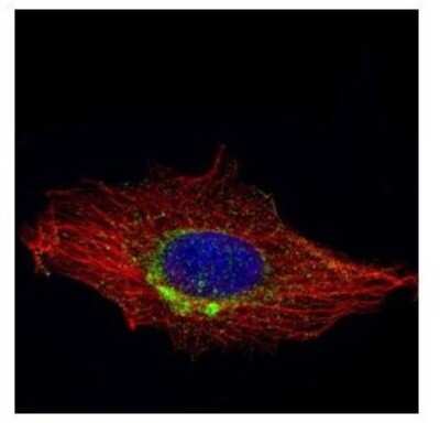 Immunocytochemistry/ Immunofluorescence: RAB6A Antibody [NBP1-33110]