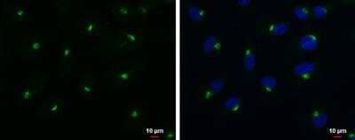 Immunocytochemistry/ Immunofluorescence: RAB6A Antibody [NBP1-33110]